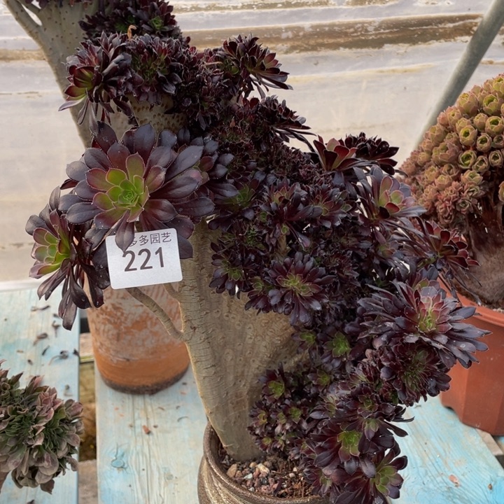 221号黑法师朵朵