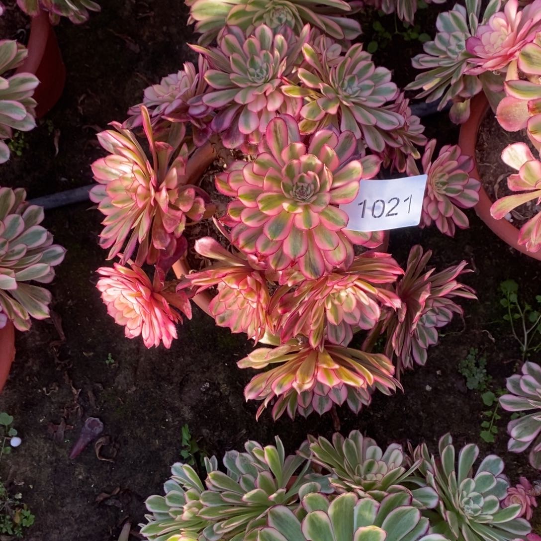 白月光1021号白月光