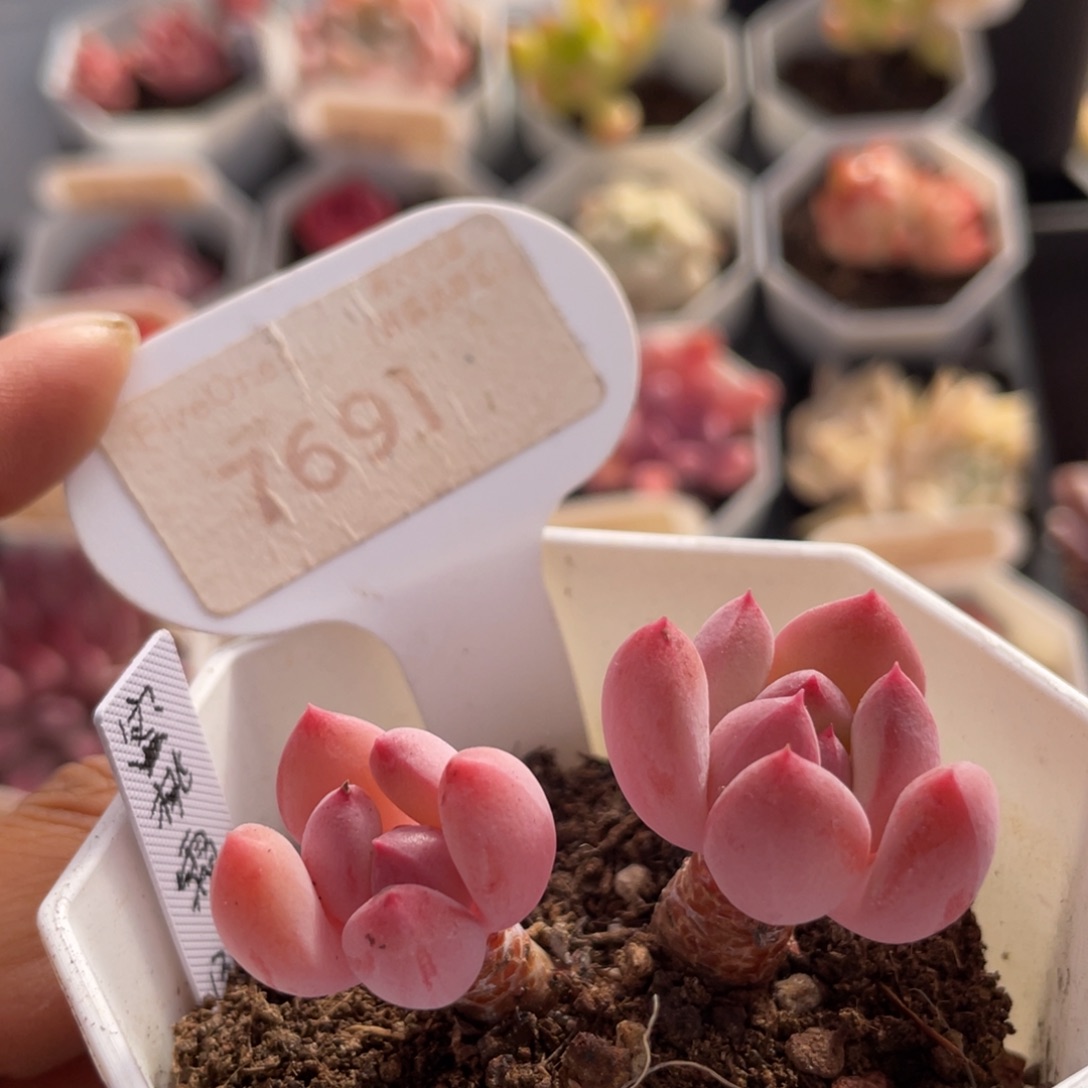 蜜桃霜7691-4.6厘米