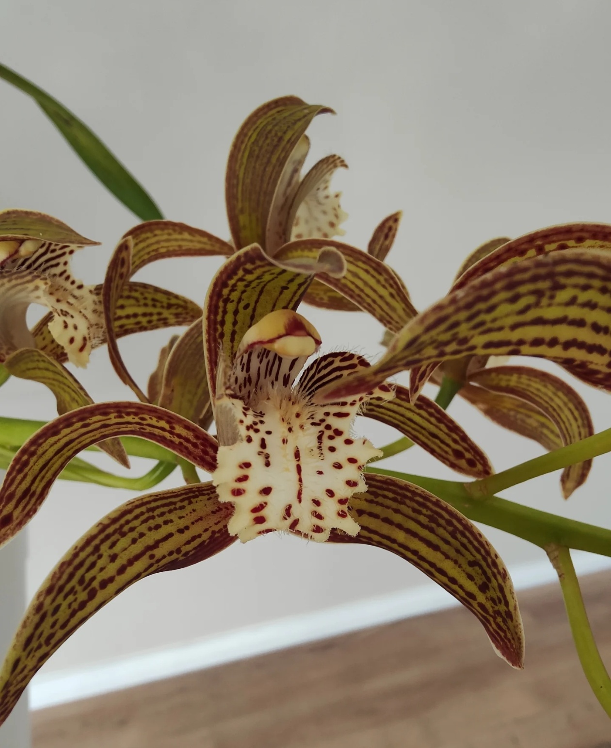 云南虎头兰花通用链接