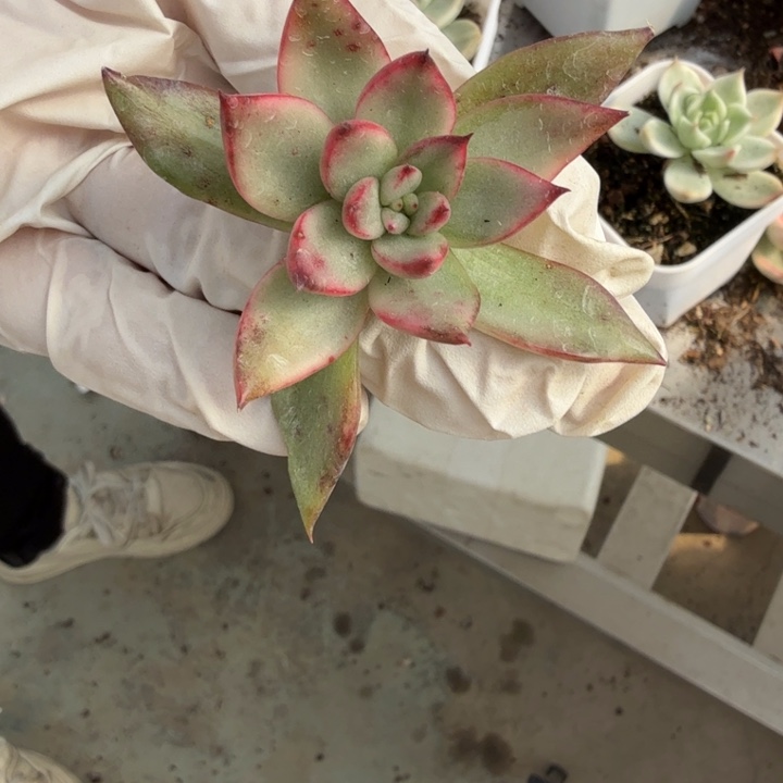 野马东云锦多肉植物