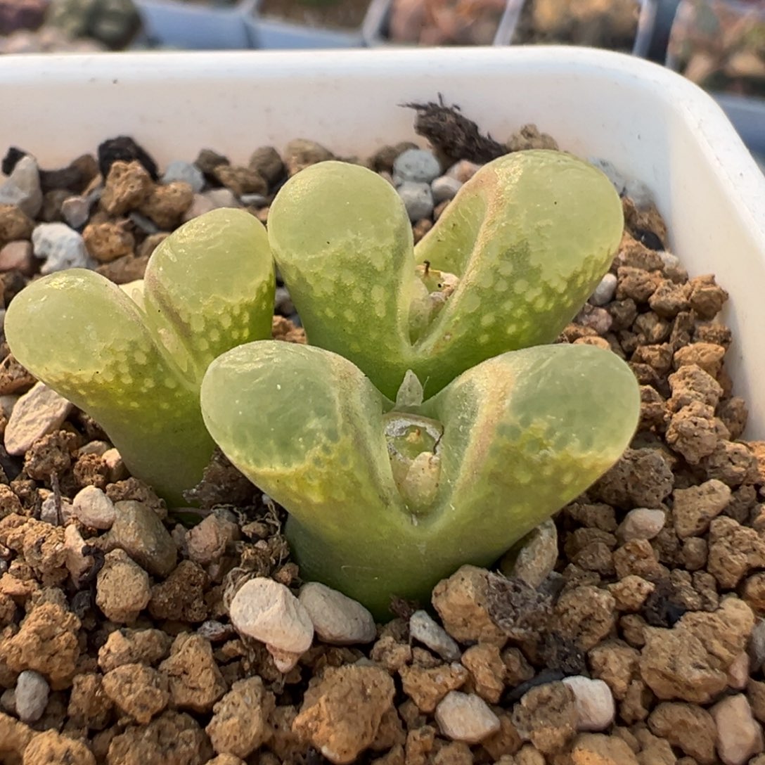 123多肉植物百科植物