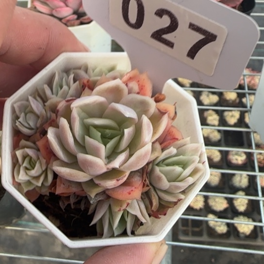 27冰片锦一物一拍多肉