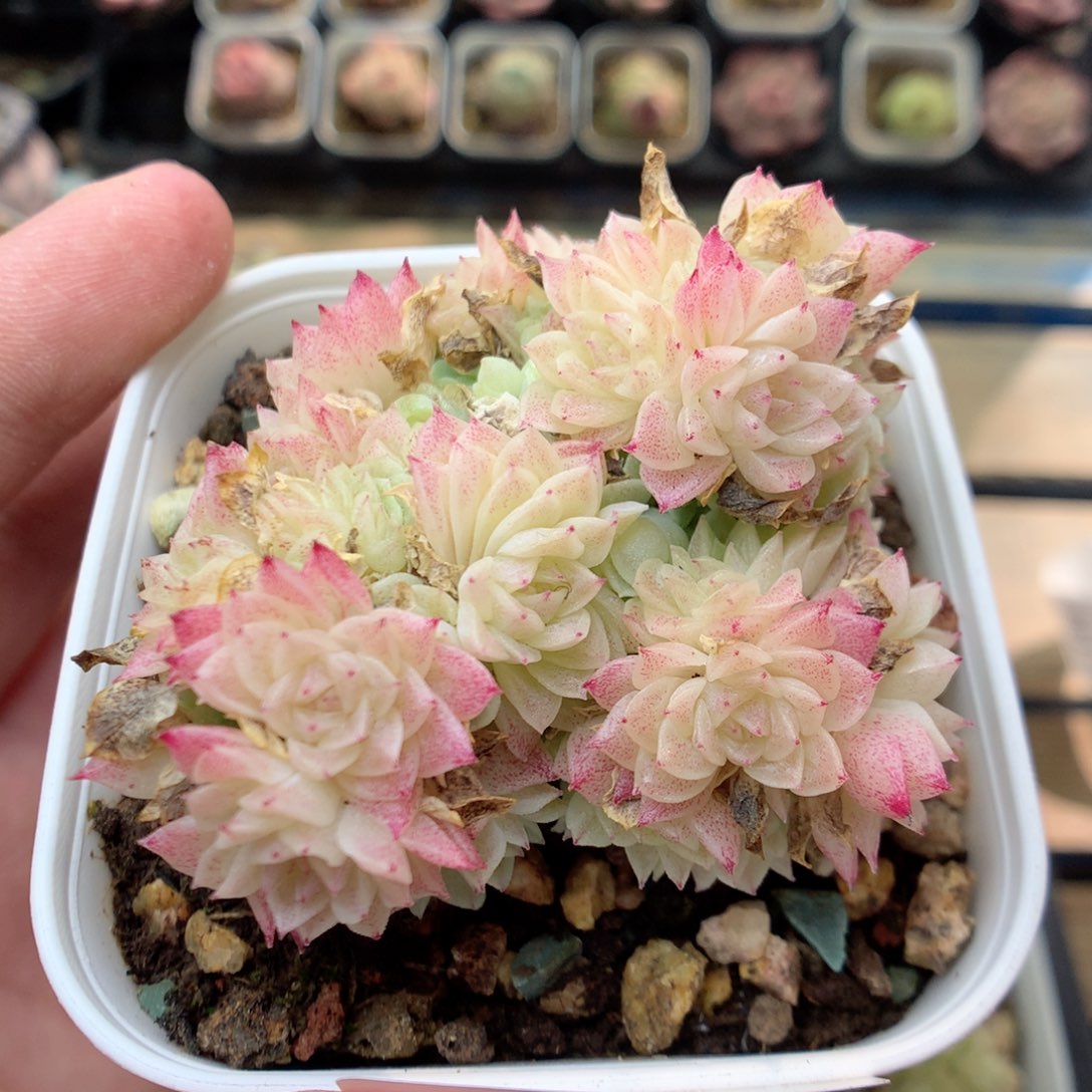 G63 ，20包邮两天凑单偏远地区不发货