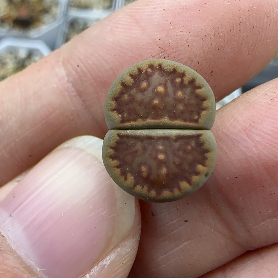 23饼干清框福利30包邮