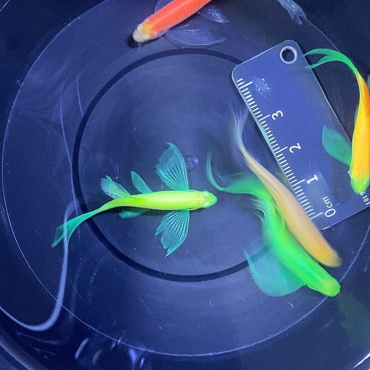 斑马鱼蝶翼斑马4厘米5条