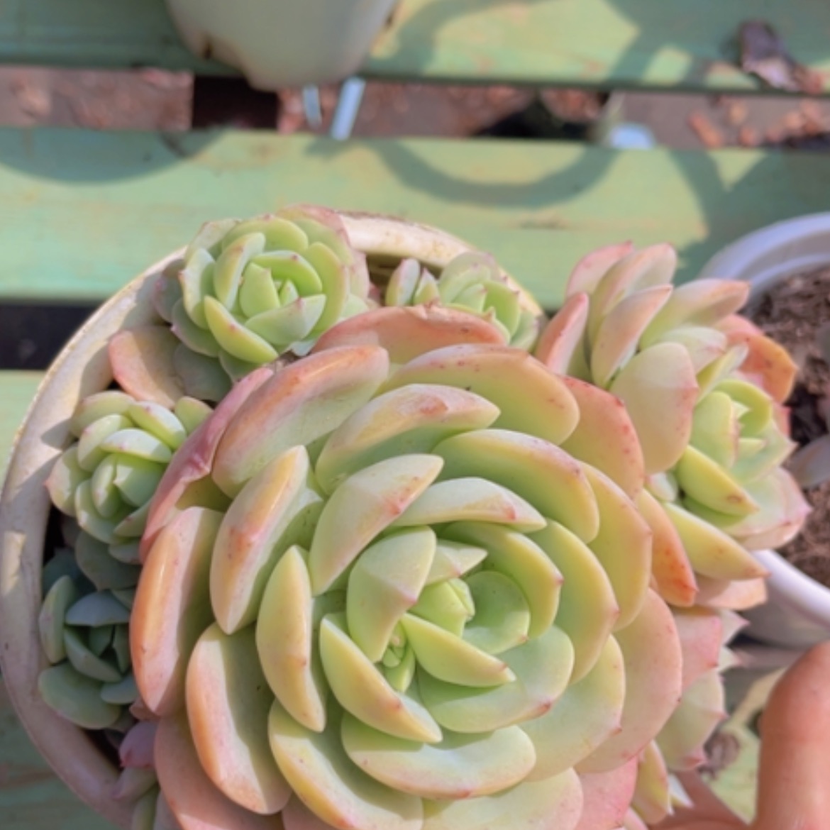 【闪购商品】恋曲08122