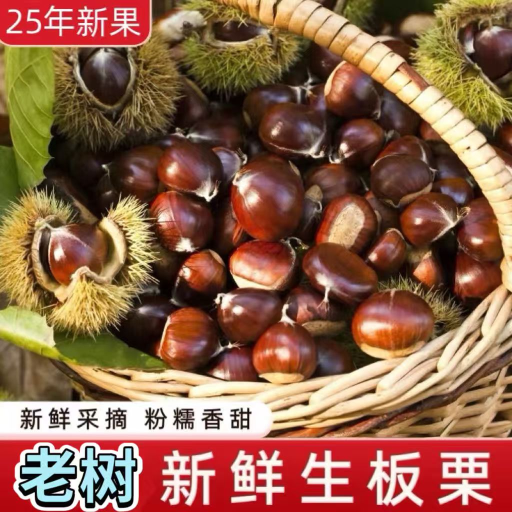 2025老树新鲜板栗香甜粉糯颗颗饱满坏果包赔