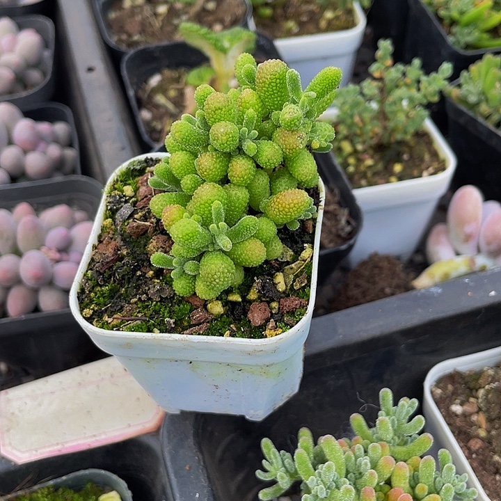 翡翠糖球带盆土发货