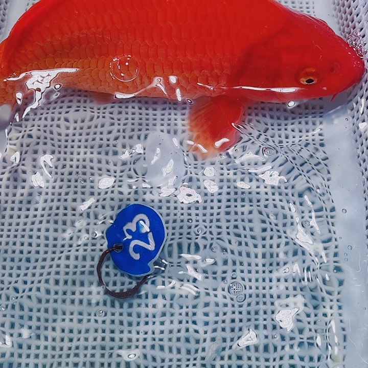 海水鱼锦鲤观赏鱼23