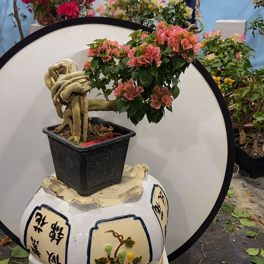 快**好三角梅怪根盆景塔橙