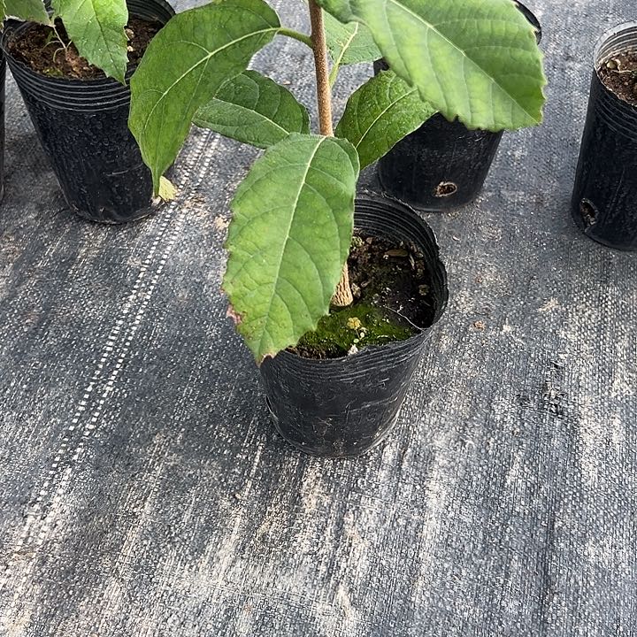 彭*新12345566555555