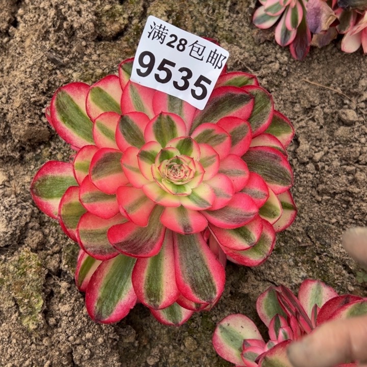 9535南倾城多肉植物