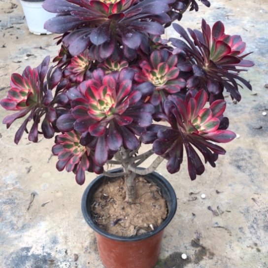 法师多肉植物羡***恨法师63