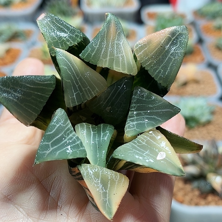 十二卷多肉实生克