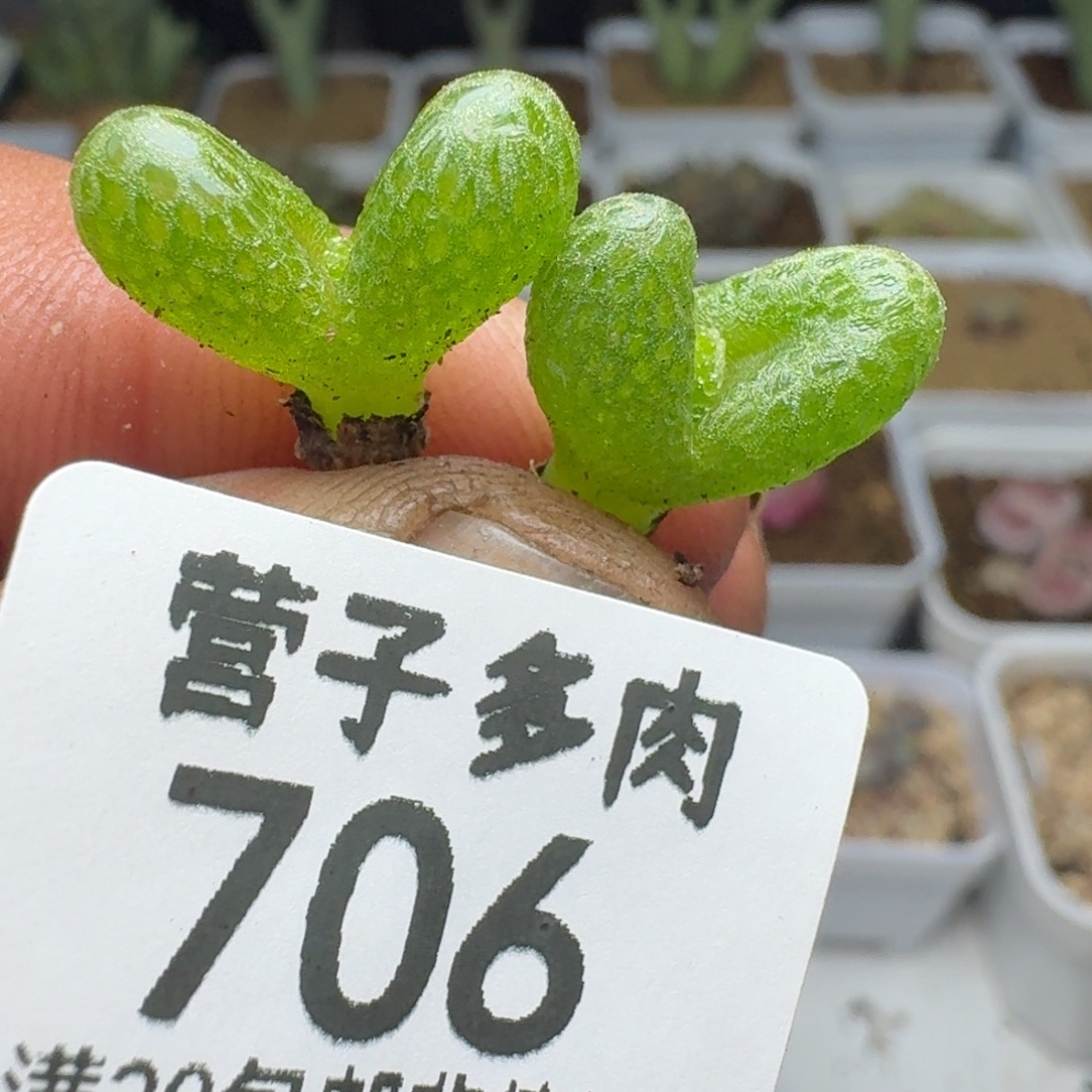 妖奇玉。                   