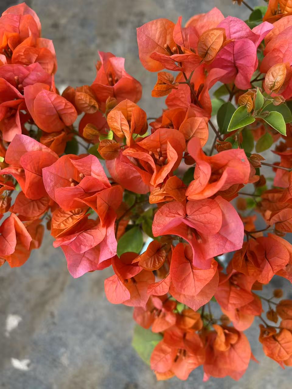 l绿叶橙三角梅 盆栽爬藤植物四季花基地美丽土壤绿植原盆土带花发