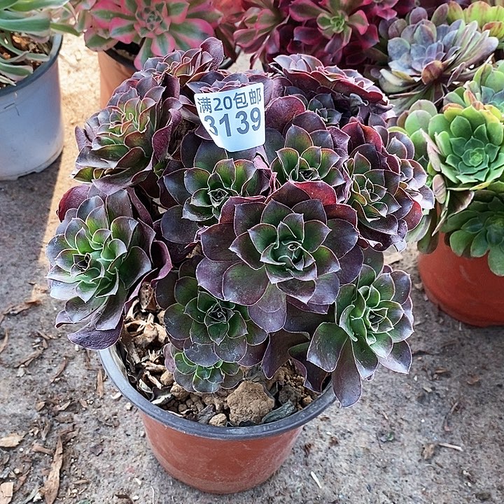 3139 一颗meijin玫瑰法师