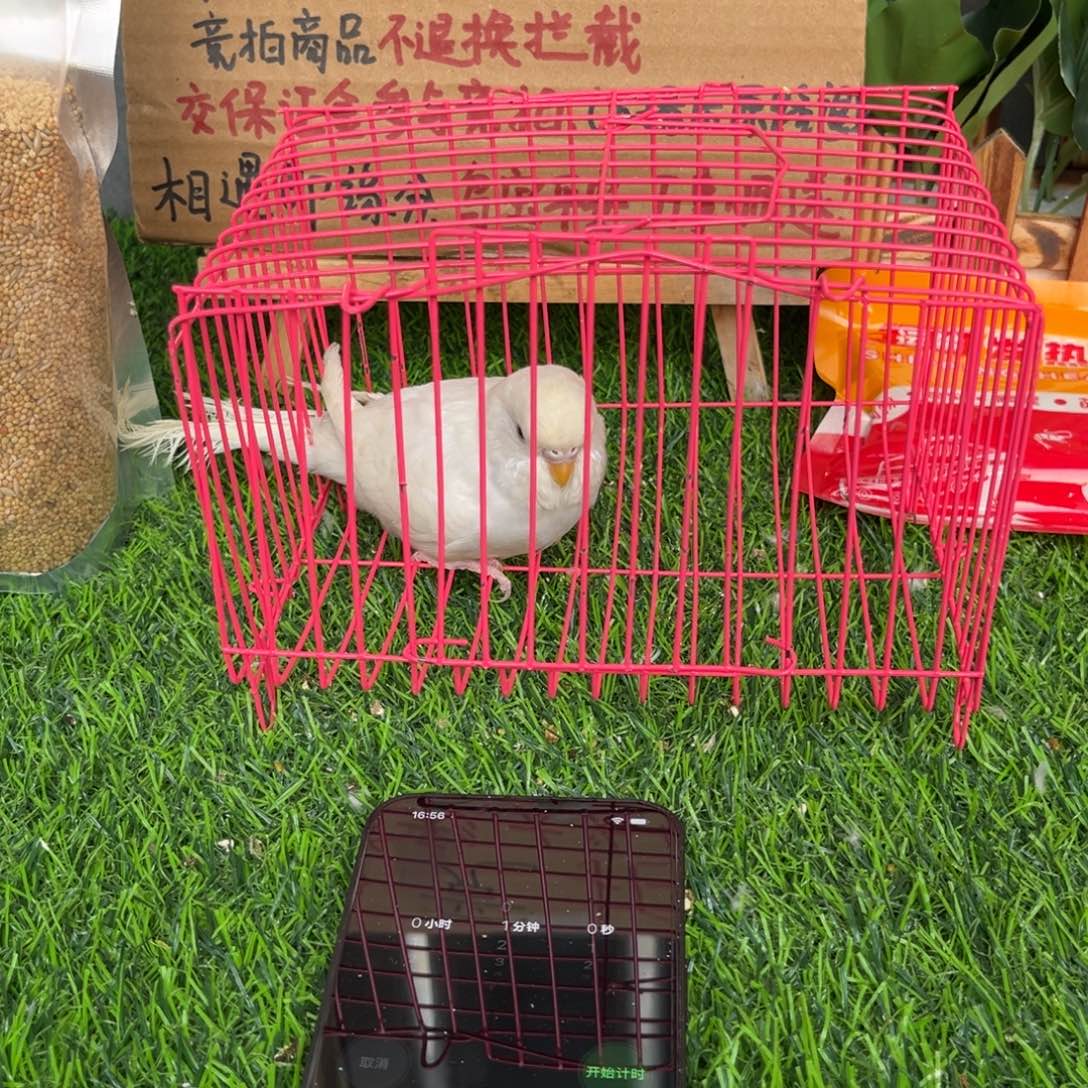 星***作虎皮鹦鹉大头虎皮鹦鹉一只，一物一拍不退换竞拍