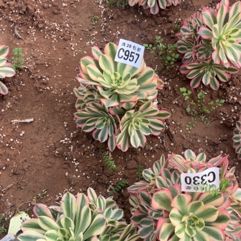 957女巫不包断枝