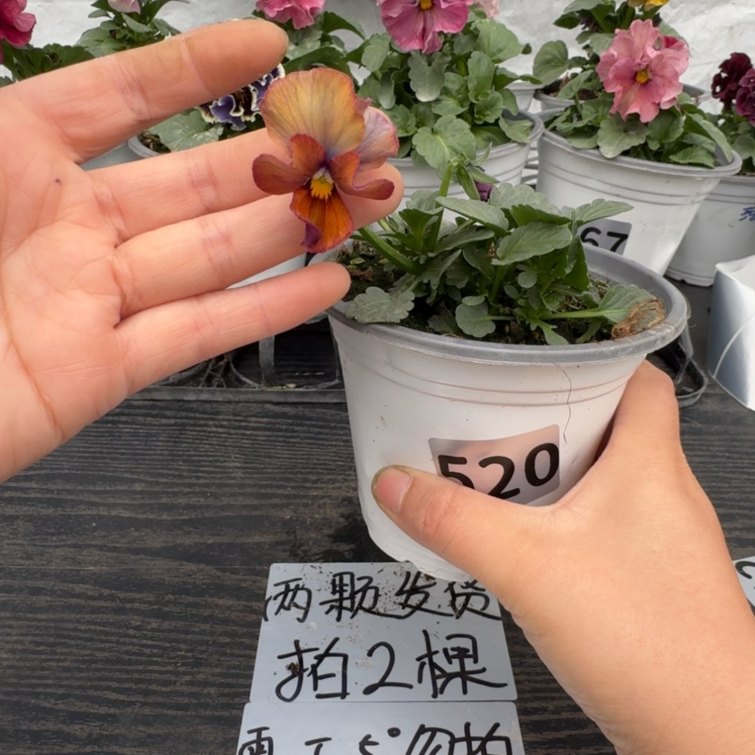 全部花朵520号松原