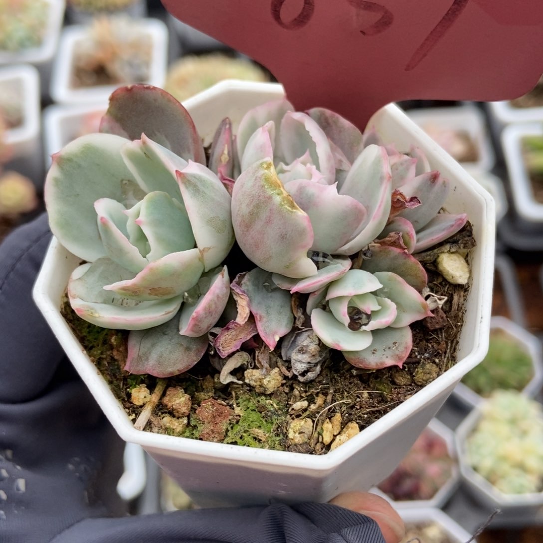 837伯克利锦多肉植物