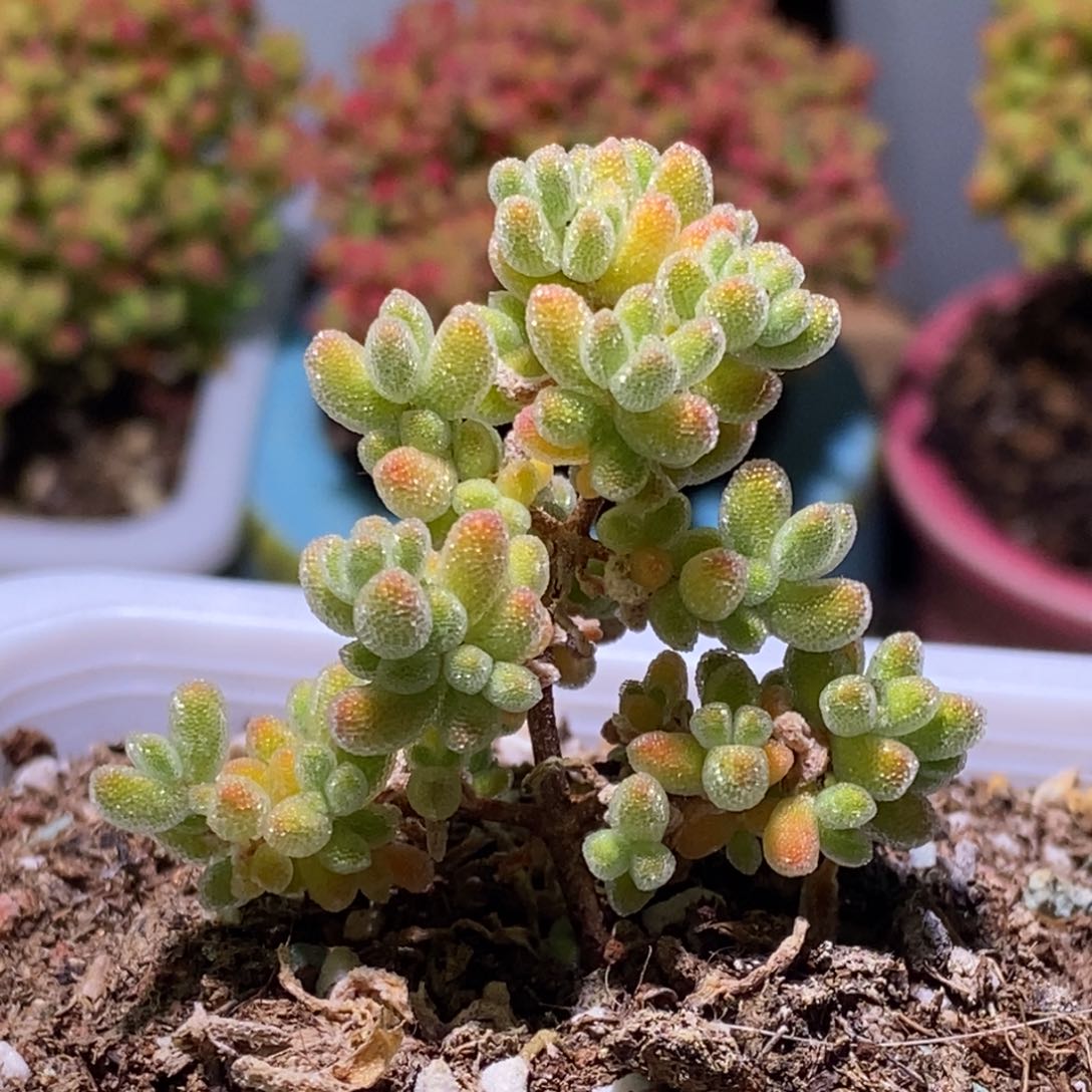 冰晶枝干番杏282