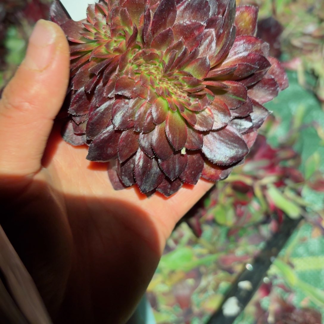 你8462 号多肉法师特价没有根