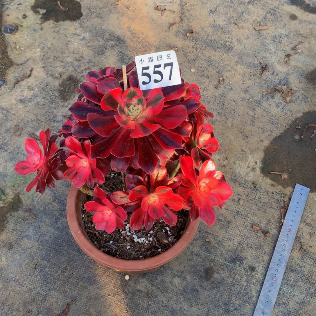 拥****多肉植物557美杜莎888888