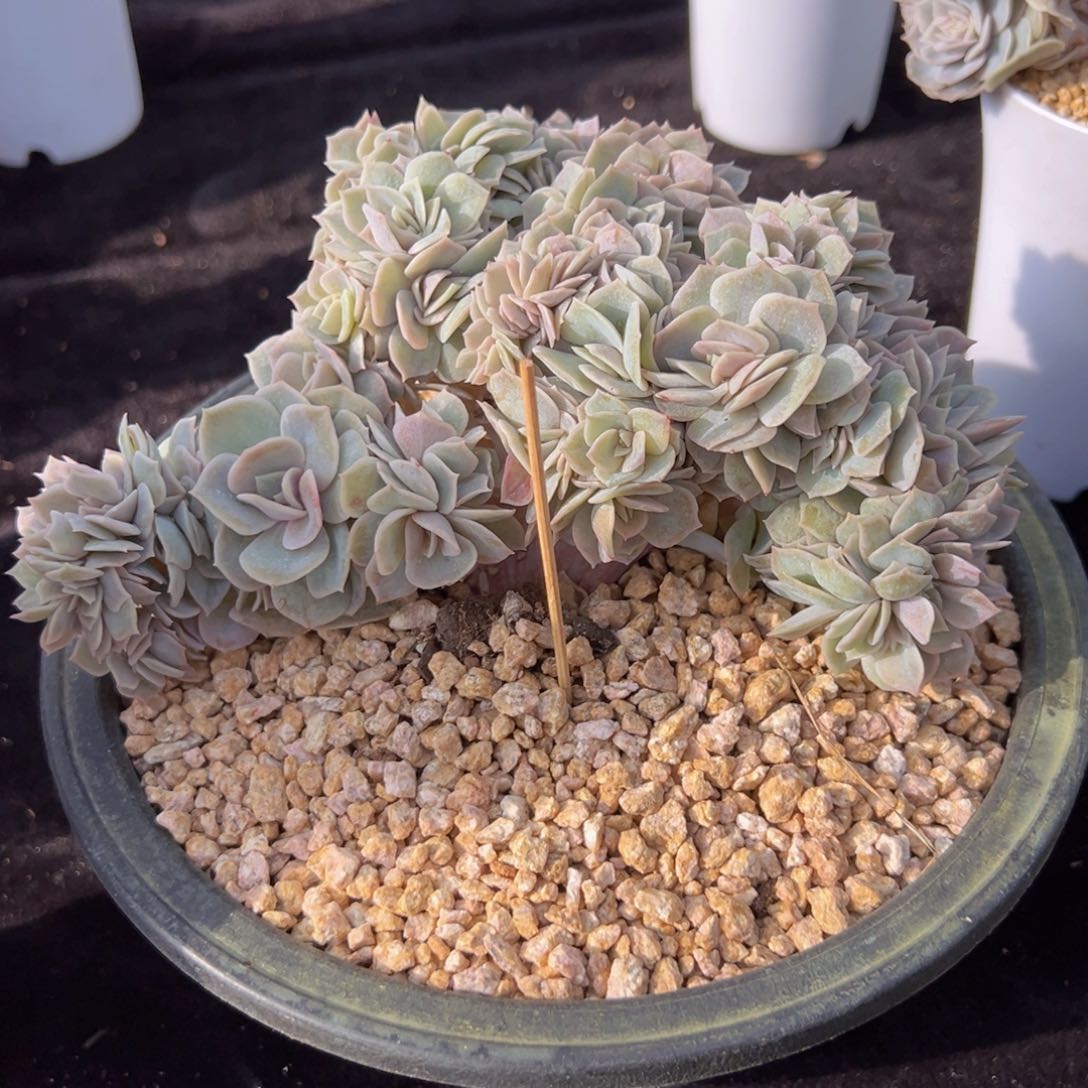 清**露新年快乐我的8888888888