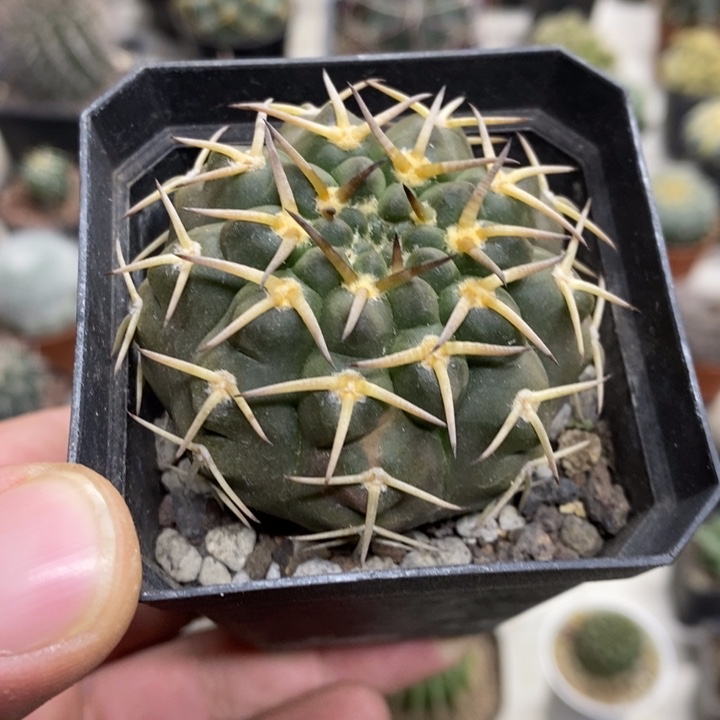 实生守殿玉特价福利