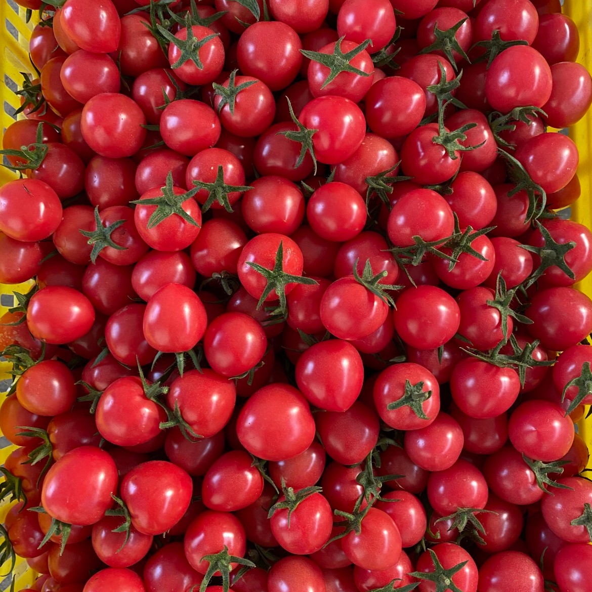 广西甜酸多汁新鲜爽口3斤装正宗千禧圣女果小番茄应季水果千禧圣女果广西壮族自治区