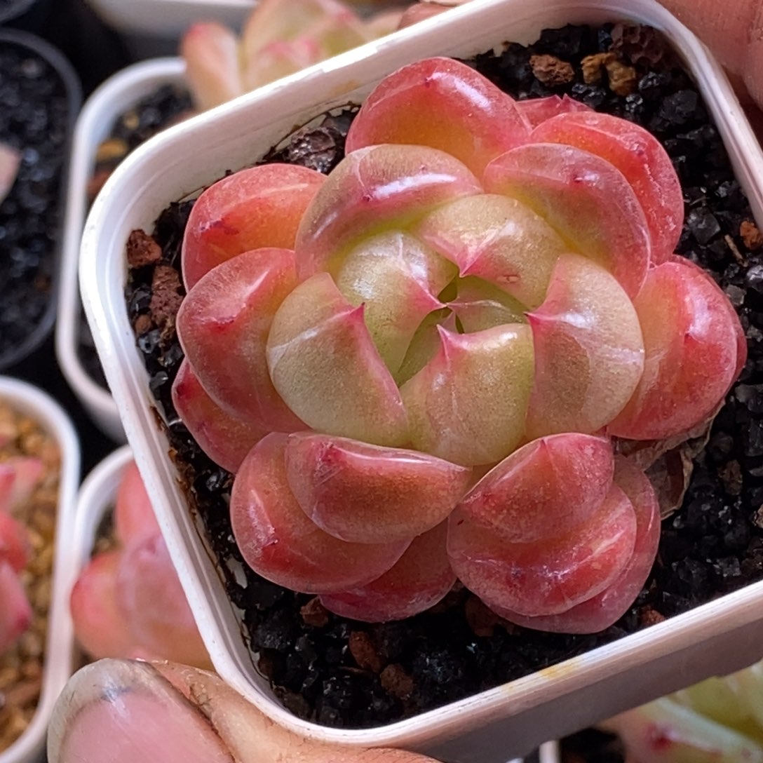 天官赐福百无禁忌