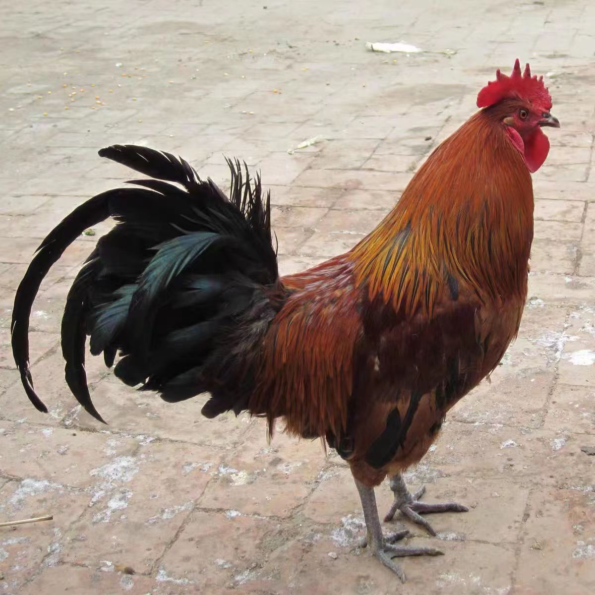 农家散养大公鸡新鲜现杀带脚蹬肉质紧实