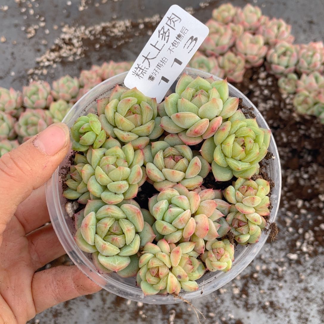 糕大上多肉植物113
