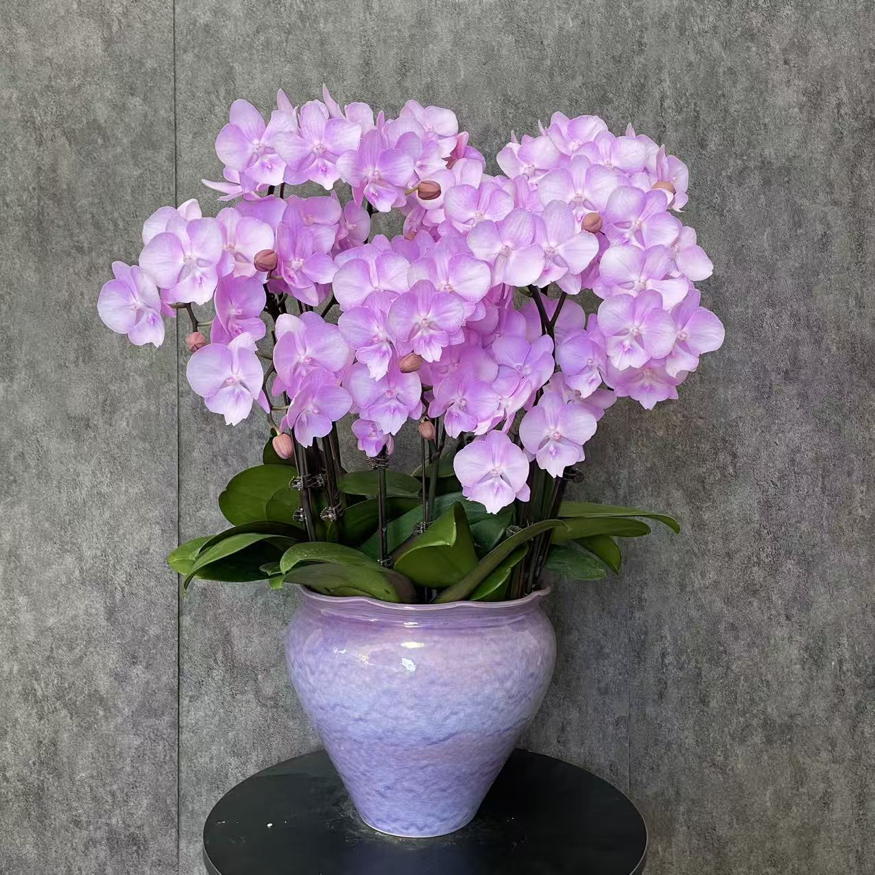 【神仙姐姐-蝴蝶兰】法式风 奶油风 北欧 鲜花 送礼装饰 室内观赏花