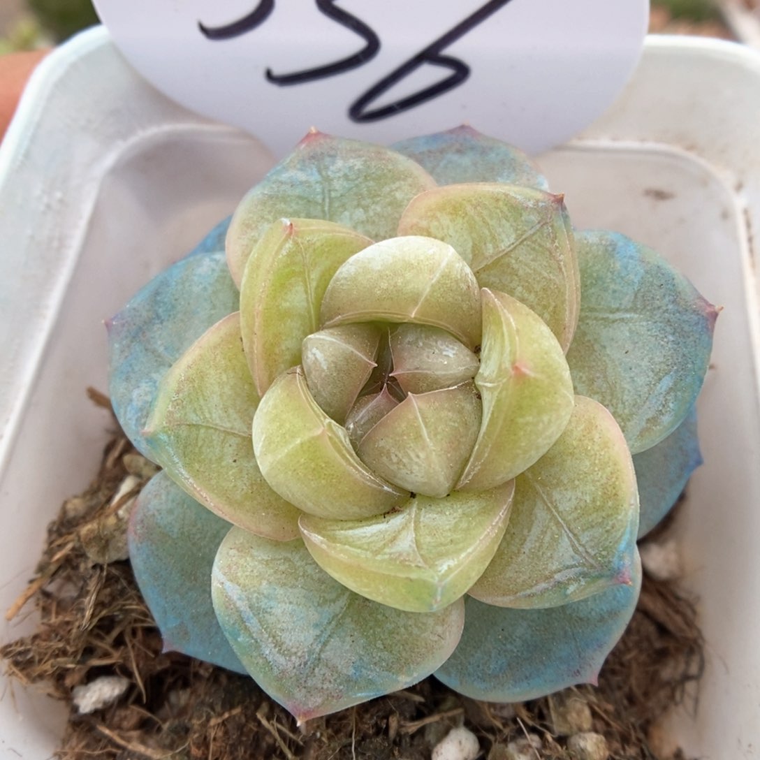 碎冰新品可拍336号。   