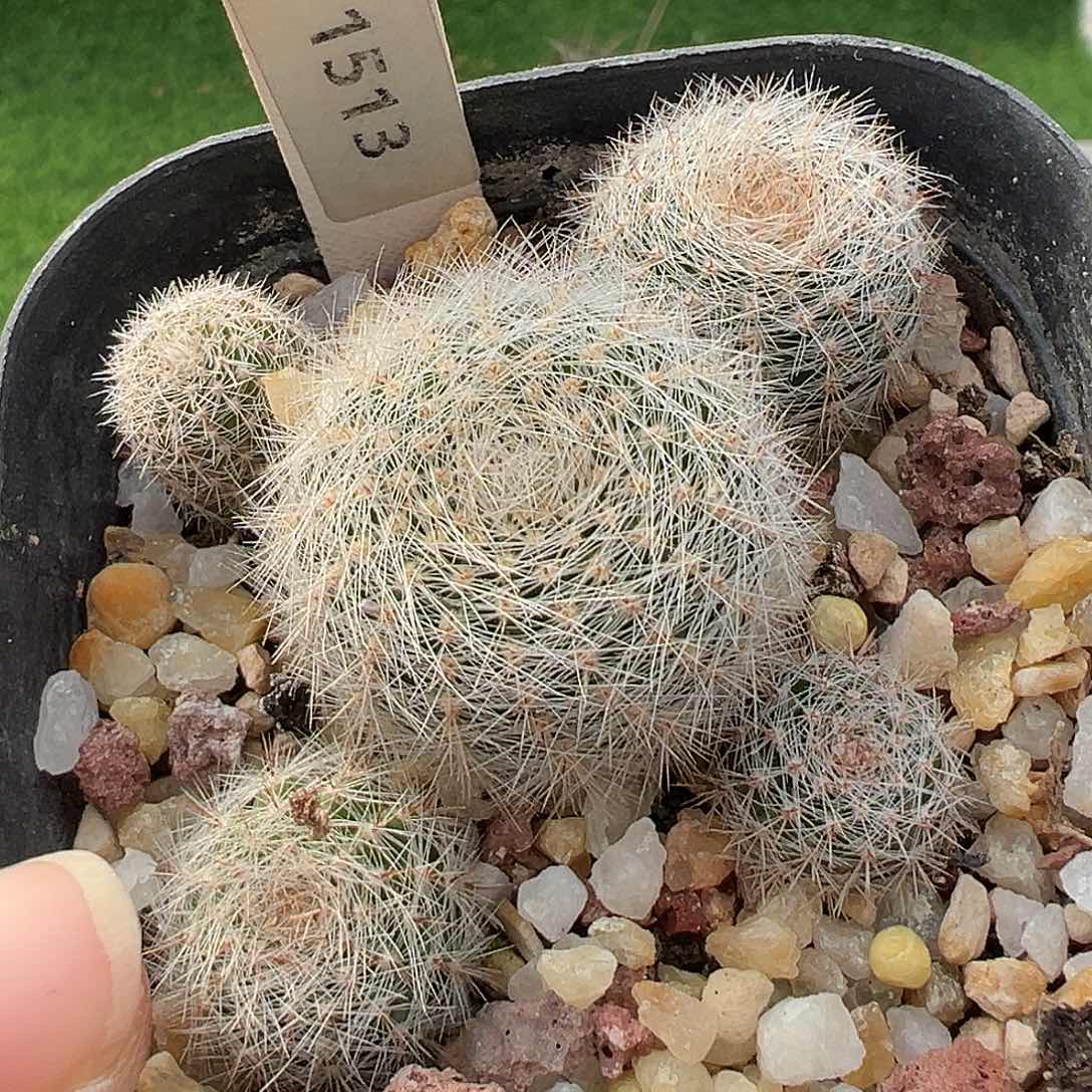 1513 莱克玛拉清货满 39 包邮，非偏远地区