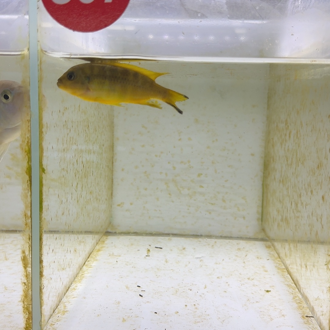 海水鱼307号野生黄医生