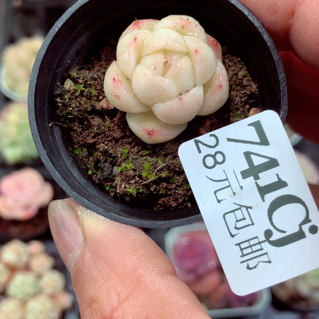 5厘米盆精控多肉741