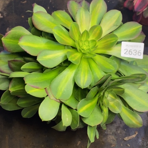 女巫中斑锦多肉植物2636