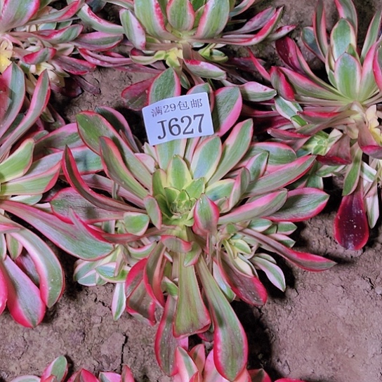 627红魔女多肉植物
