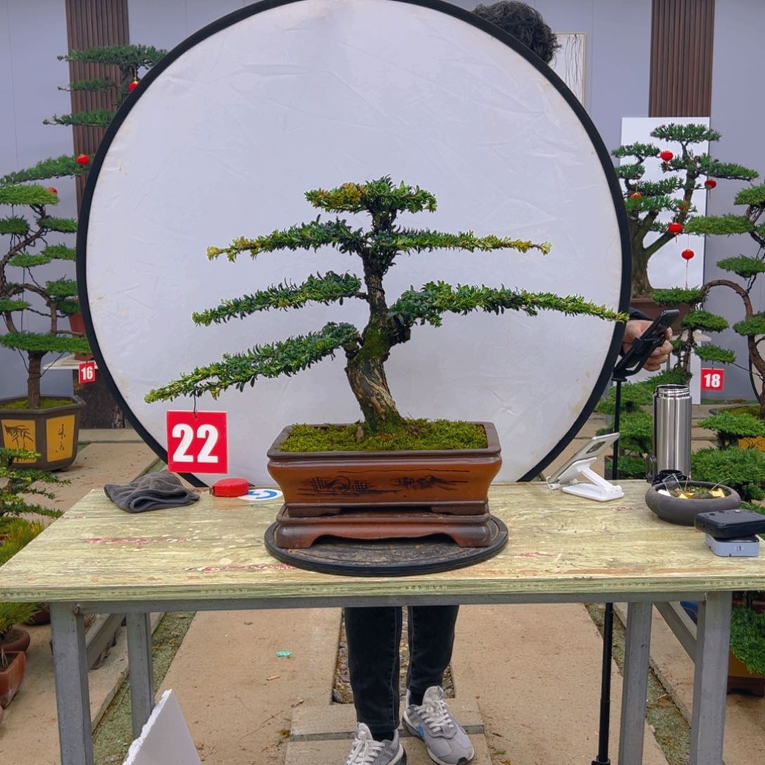 盆景红芽菊花珍珠罗汉松