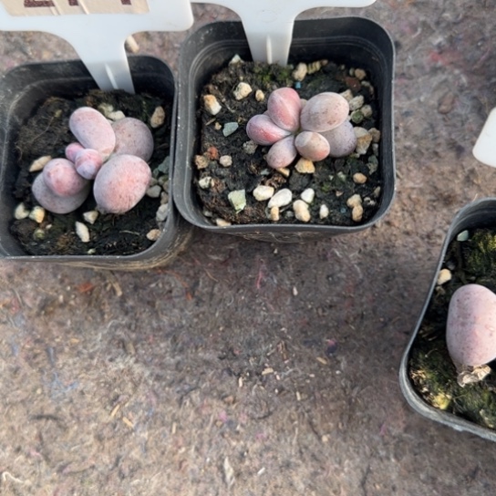 暖***喵274和98米可奶两颗