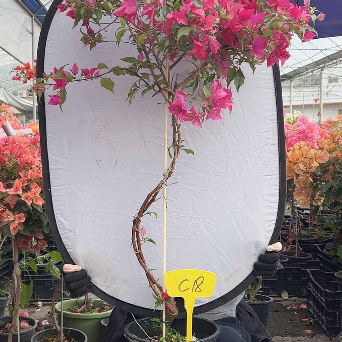 乐***缘大部分花苞少量开放C18酒红桑巴