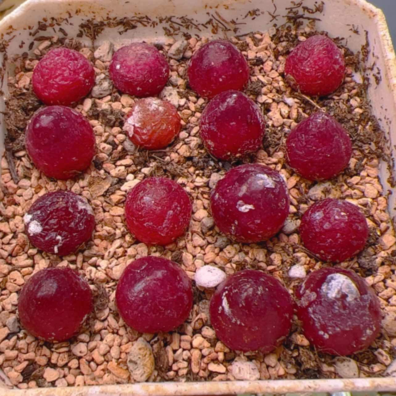 【闪购商品】000000003