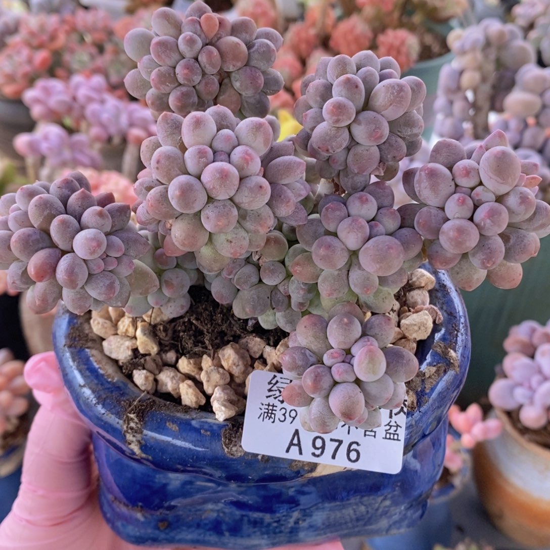 香水手指奶12cm976多肉植物