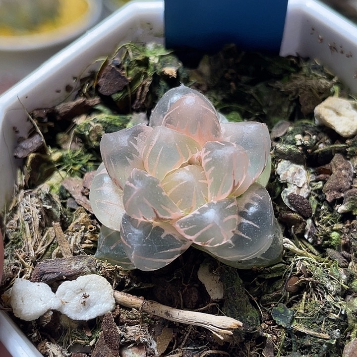 496白锦糊斑水中月锦