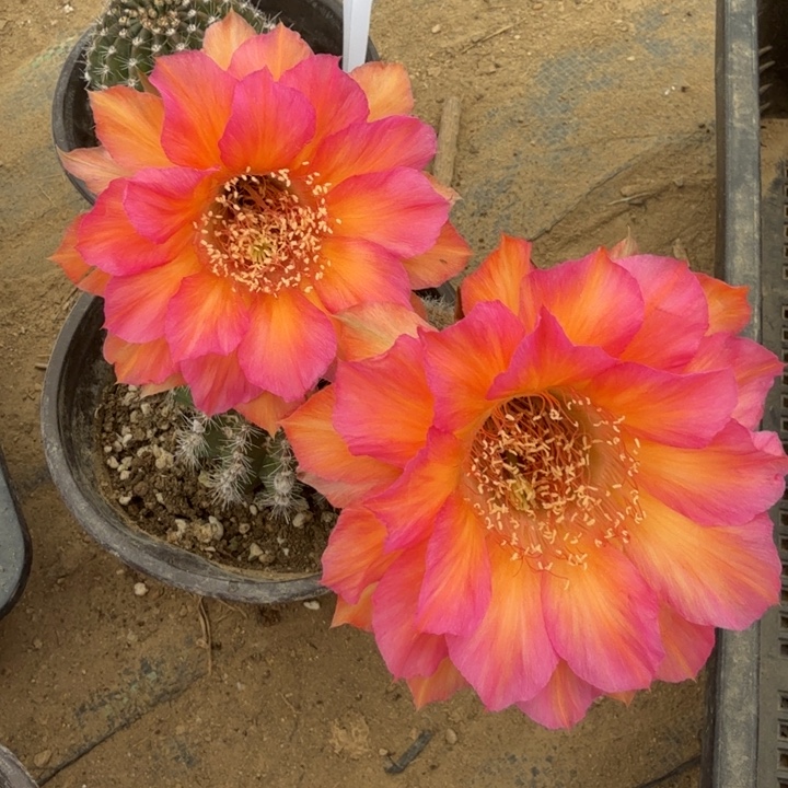 微瑕特价一颗福利O060