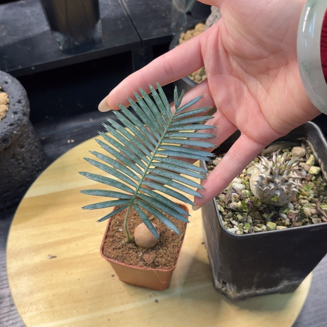 木 鱼骨双子铁哈哈